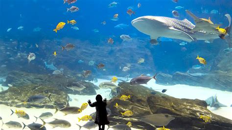 Blue Planet Aquarium Places To Go Lets Go With The Children