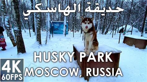 Moscow Husky Park Winter Snow Walk 4k 60 Fps مشي في حديقة الهاسكي بين