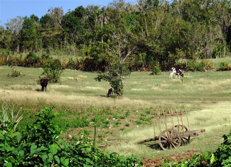 Elfshot Rural Cuba At Jibacoa