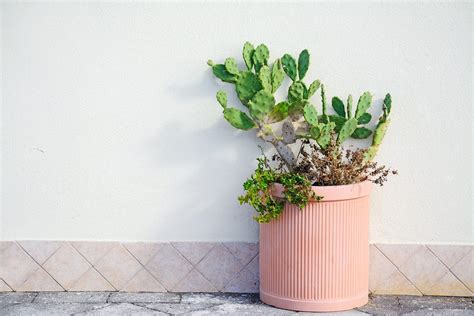 Growing cacti and other succulent plants can be an addictive pastime! Succulents Guide: A Texas-Inspired Succulents and Cacti ...
