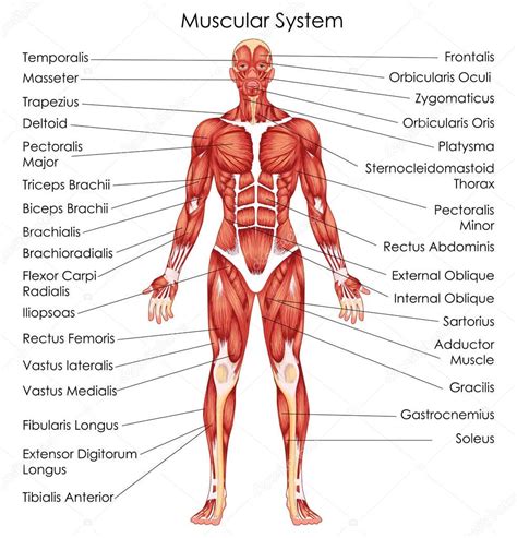 Anterior full body muscle diagram. Medical Education Chart of Biology for Muscular System ...