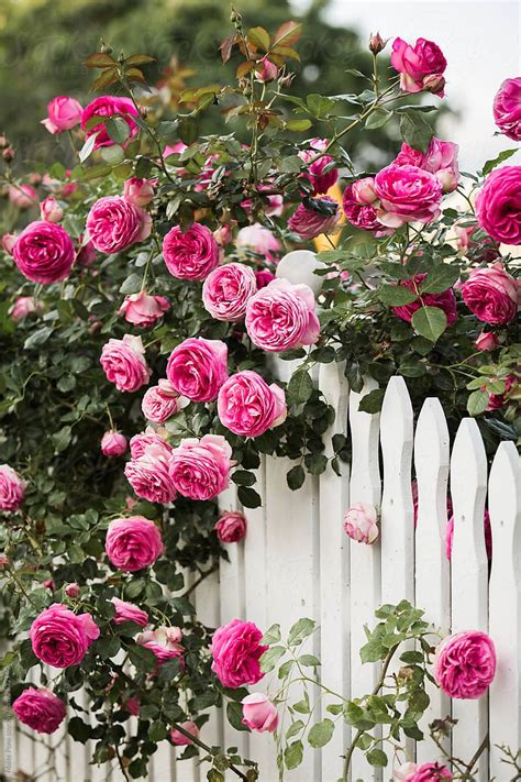 White Picket Fence Roses By Stocksy Contributor Maite Pons Rose
