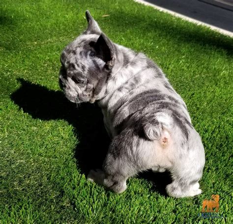 This is our beautiful chocolate and white akc english bulldog! French Bulldog Boy Blue Merle Quad Carrier Chocolate Merle ...