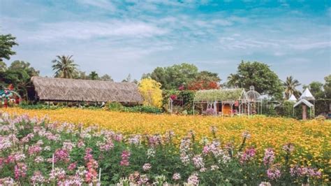 10 Cánh đồng Hoa đẹp Nhất Việt Nam được Giới Trẻ Sống ảo Mê Mệt