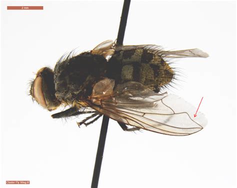 Colorado state university, fort collins, co. Arthropod Samples in January 2015 | USU