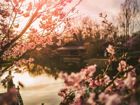 Kirschblüten Und Kultur Der Japanische Garten In Hasselt