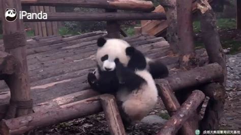 Pandas Get Playful On Ipanda Cam Youtube