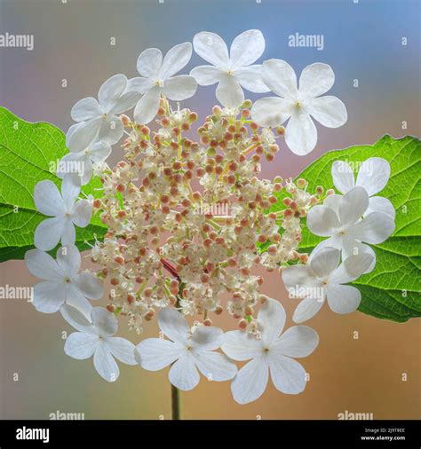 Usa Washington State Silverdale Highbush Cranberry Viburnum Flowers