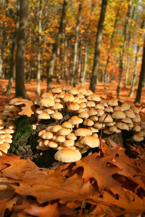 Autumn Mushroom Forest Delicate Mushrooms In The Forest Sponsored