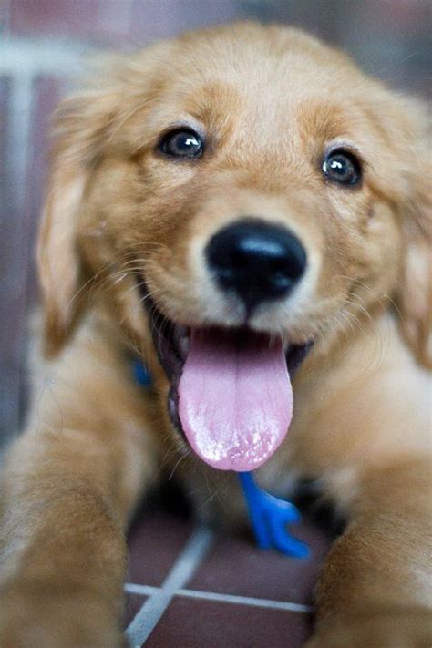Happy Golden Retriever Puppy Dogs And Puppies Dogs Cute Animals