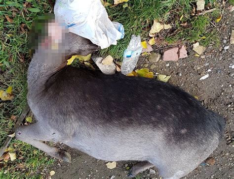 Plastic Pollution Deer Died After Plastic Bag Got Stuck Bbc News