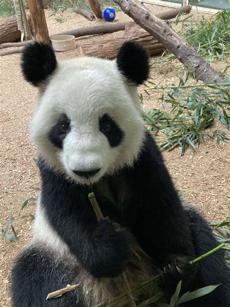 Panda Updates Monday August 9 Zoo Atlanta