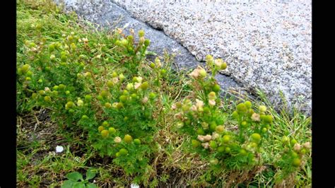 We did not find results for: Haudenosaunee Thanksgiving Address | Flower essences ...