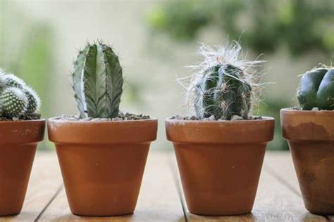 How To Grow Cactus Plants From Seed Bbc Gardeners World Magazine