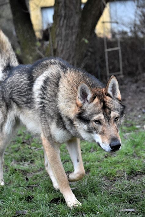 Loup sauvage chien loup la vie sauvage yeux de loup loup gris tatouages impressionnants tatouage loup loup dessin photos animaux sauvages. Chien - Elevage Wonder of Art - eleveur de chiens Chien ...