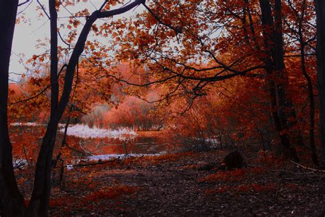 Autumn Forest By Phototori On Deviantart