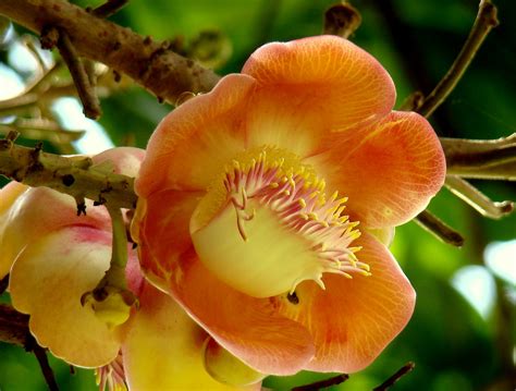 Discover Srilanka Sri Lanka Flowers Cannonball Tree