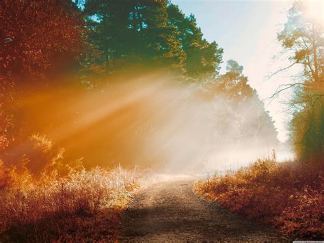 Misty Autumn Forest Path Wallpapers Wallpaper Cave
