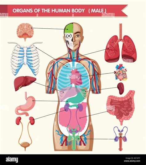 Chart Showing Organs Of Human Body Illustration Stock Vector Image