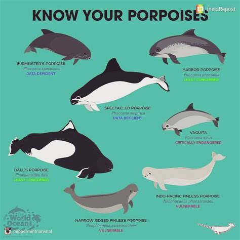 All The Porpoise Species Of The Worldthe Narrow Ridged Finless