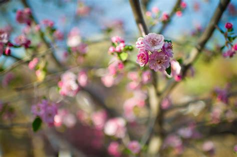 Crabapple Prairie Rose For Sale In Boulder Colorado