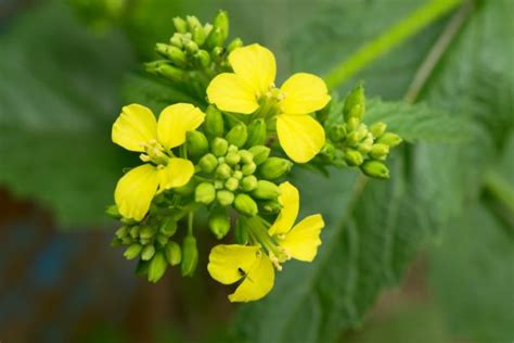 Wenn sie beispielsweise allergiker sind, sollten sie wissen, wann der raps blüht. Raps » Wann ist Blütezeit der gelben Nutzpflanze?