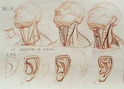 Neck Drawing Reference And Sketches For Artists