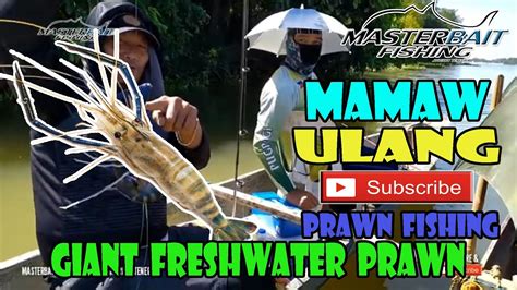 Mamaw Ulang Prawn Fishing Giant Freshwater Prawn Fishing