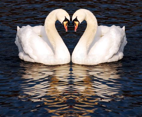 Swans In Love Stock Image Image Of Love Bird Nature 7558245 Swan