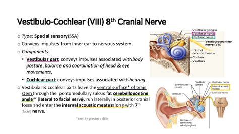 Cranial Nerve Viii The Vestibulocochlear Nerve Please View
