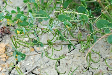 Coronilla Scorpioides Pallano