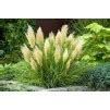 Super Dwarf Pampas Grass Cortaderia Selloana Tiny Pampa