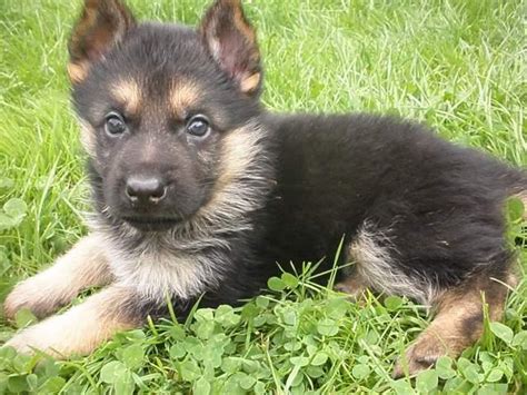 Cuccioli akita giapponese , disponibili in primario allevamento italiano riconosciuto fci/enci , figli di genitori testati ed esenti da malattie ereditarie, consegnati con vaccinazioni , microchip , sverminazioni , libretto sanitario , pedigree enci e contratto di vendita. Adotta un cane a Siracusa: ADOTTATO. Cucciolo Pastore ...