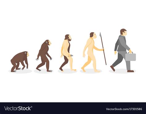 Biology Human Evolution Stages Evolutionary Vector Image Images And