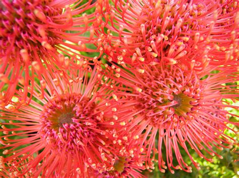 Lux Dialogue Tree With Pink Flowers South Africa Pink Protea Flowers