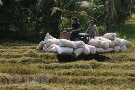 Rice Output Up 11 Million Tonnes In 2021 Has Rice Pakistan
