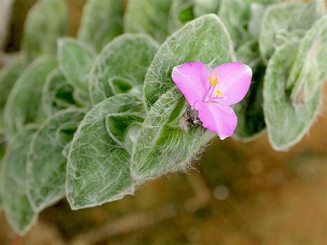 Si vedrà come svasare una pianta appena comprata, lavarla, preparare la composta. La Miseria! Le piante del genere Tradescantia | Piante ...