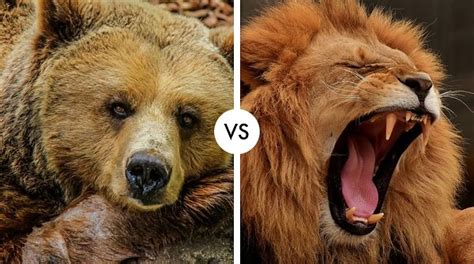 Lion Vs Grizzly Bear Who Would Win In A Fight Hypothetical Animal