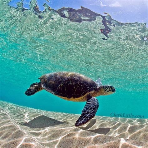 904 Best Images About Sea Turtles On Pinterest Swim