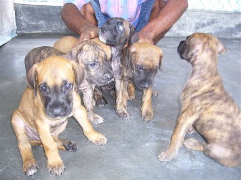 Great Dane Puppy Fawn Big Bone For Sale Adoption From Selangor Klang