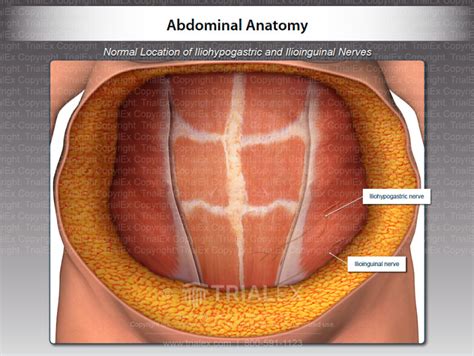 open abdominal anatomy trialexhibits inc