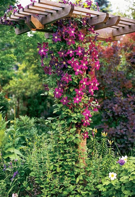 Perennial flowering vines can shade seating areas or camouflage unsightly parts of the garden when they are grown on structures such as arbors or pergolas. 15 of Our Favorite Flowering Vines | Flowering vines ...