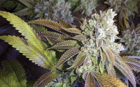 The Strongest Strains On Earth 2017 • High Times