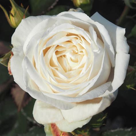 Fragrant White Roses Fragrant Cream Roses And Fragrant White Climbing Roses