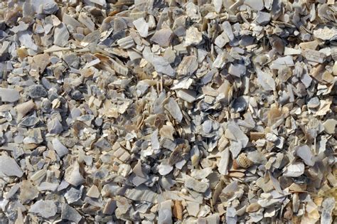 How to crushed oyster shells for garden. How To Use Crushed Shell In Your Landscaping - Southern ...
