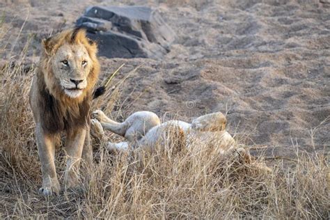 Male And Female Lions After Mating In Kruger Park South Africa Stock