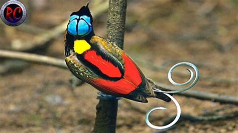 Top 10 Aves ExÓticas Más Bonitas Y Hermosas Del Mundo Youtube