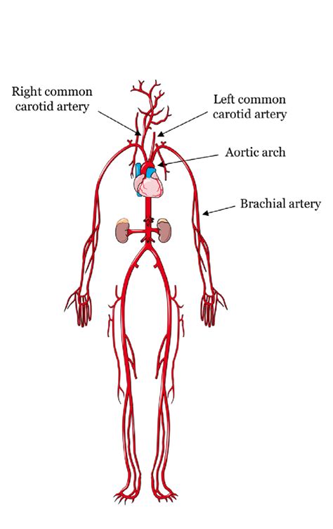 Arteries simple diagram (page 1). 6 - Overview of the systemic arterial system. The most ...