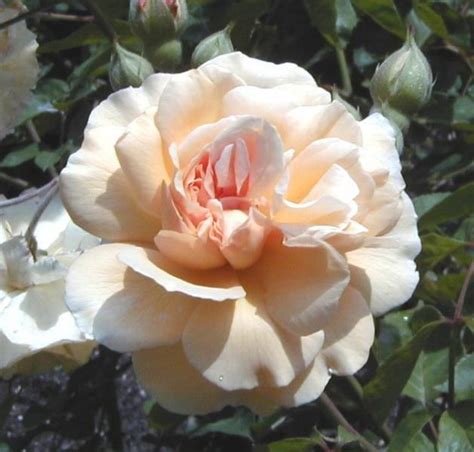 Rosier 'Buff Beauty' (Rosa 'Buff Beauty') : taille, entretien