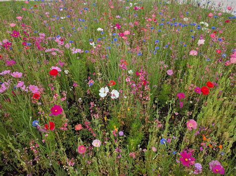 My Front Yard Wildflower Meadow Rgardening